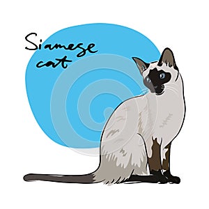 Siamese cat,  illustration